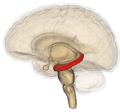 Hippocampus