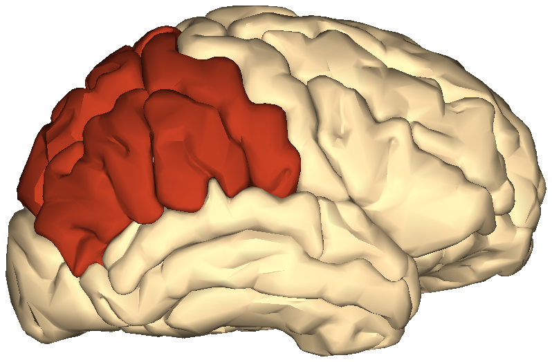Parietal lobe