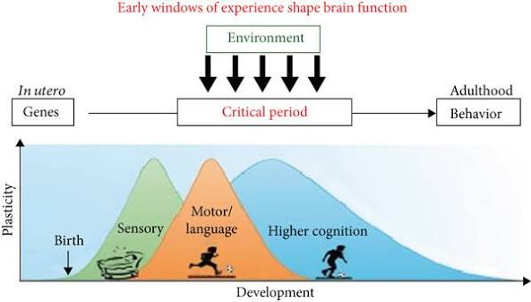 Critical periods of brain development