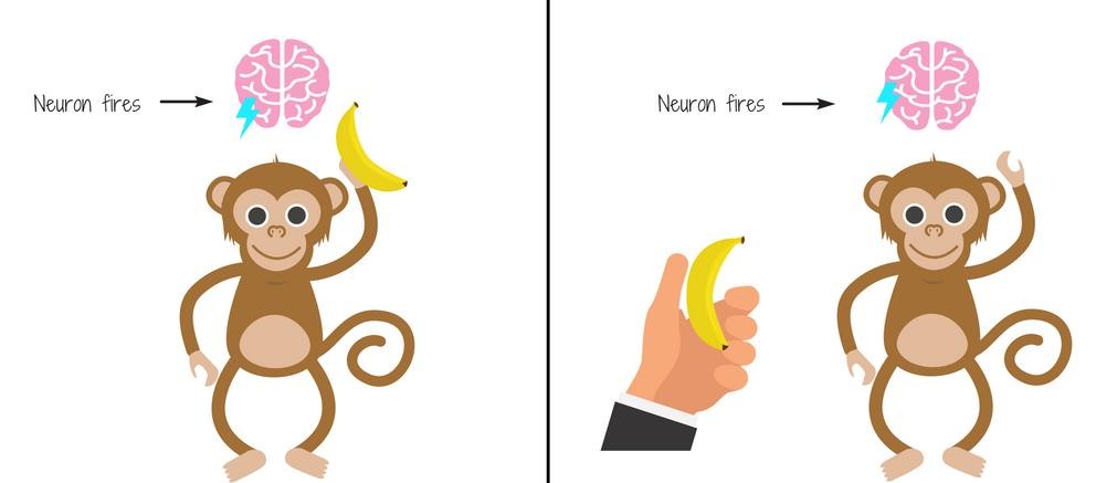 Mirror neurons: the same neuron fires when a monkey grasps a banana and when it sees a hand grasp one