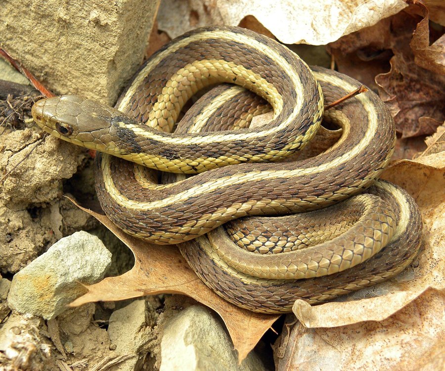 Eastern garter snake